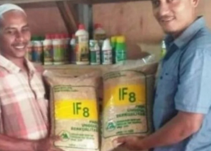 Nasib Tragis Sang Inovator: Saat Benih Padi 'Ajaib' Mengantar Kades Munirwan ke Penjara ​