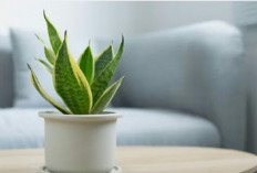 Cocok Dipelihara di Dalam Rumah! Ini 9 Tanaman Pembawa Hoki  Menurut Feng Shui