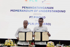  PLN - Pindad Sinergi   