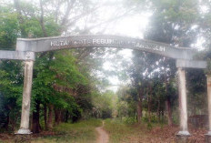 Tiga Tahun Hutan Kota Desa Pangkul “Mubazir”