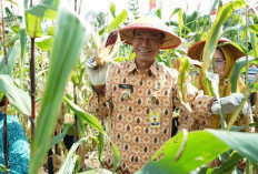 Panen Raya Jagung Batik dan Bawang Merah