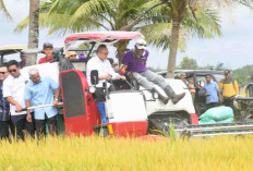 Menko Pangan Zulkifli Hasan Panen Raya di Banyuasin