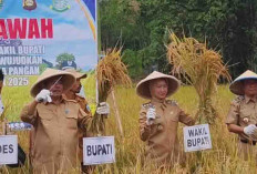 Swasembada Pangan di Lahat Terwujud