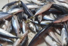 Fenomena Ikan Salam Atau Pacific Mackerel, Dilarang Tapi Banyak Dijual di Pasar Tradisional