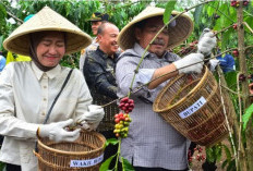 Lahat, Surga Kopi Robusta dengan Potensi Produksi Melimpah