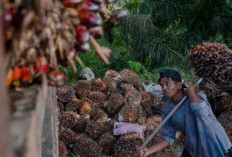 Sumatera Selatan: Pusat Produksi Sawit Unggulan, Tiga Daerah Ini Jadi Pionir!