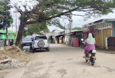 Pohon Trembesi di Perumahan PNS Pemkot Gandus Meresahkan