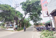 Alhamdulillah, Cabang Pohon Besar di Jalan Srijaya sudah di Pangkas 