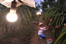 PLN Targetkan di 2024 100 Persen Operasional Pakai Molis