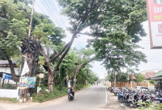 Pohon Besar di Jalan Srijaya