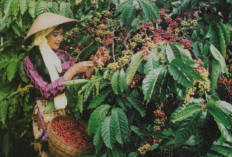 Terungkap! Bukan Pagar Alam, Ini Dia Raja Kopi Sejati Sumatera Selatan yang Bikin Melongo!