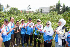 Branding Kopi Ranau agar Lebih Lebih Terkenal