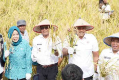 Wako Arlan  Panen Raya Padi Perdana di Kelurahan Payuputat