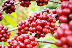 Kopi Indonesia Kian Mendunia, 206 Ribu Ton Tembus Pasar Ekspor di Semester I-2025