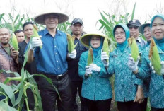 Panen Jagung di Desa Persiapan Pangkul Jaya