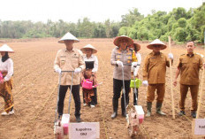 Pj Bupati dan Kapolres OKI Tanam Jagung Serentak