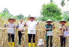Bupati Abusama Hadiri Panen Raya Jagung Serentak Kuartal I Tahun 2026