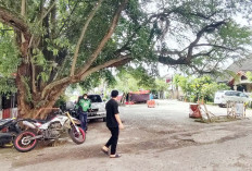 Ranting Pohon Menjuntai di Kawasan Parkir Motor Luar PS Mall