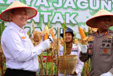 Polres OKU Timur Panen Jagung 61 Hektare