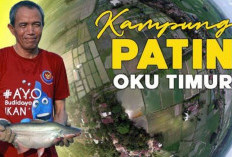 Keren, Ternyata  OKU Timur Penyumbang Terbesar Produksi Ikan Patin  di Sumsel