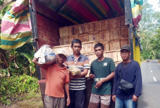 Mulai Panen, Duku Komering Langsung Diburu