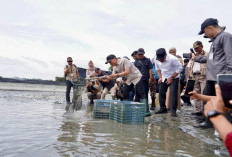 Panen Tambak Udang OKI Sumbang Devisa