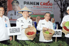 PJ Gubernur Sumsel Panen Cabai di Ogan Ilir Tekan Inflasi
