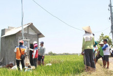 Electrifying Agriculture PLN Raih 53.539 Pelanggan Baru di Tahun 2024