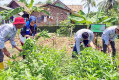 Galian C Desa Sugiwaras di Sulap Jadi Budidaya Ikan dan Lahan Pertanian Oleh Kelompok Pemuda Tani Milenial