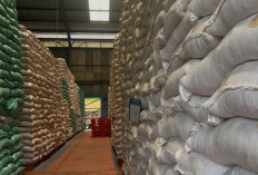  Bulog Sumsel Babel  Serap 99.466 Ton Gabah dan Beras Petani         