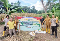 Polres Lahat Panen Raya Jagung Serentak Dukung Swasembada Pangan