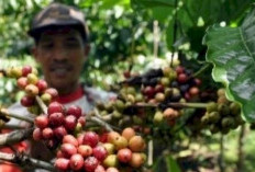 Kopi Pagar Alam Go Global :  Pemkot dan OJK Genjot Ekspor