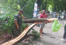 Babinsa Kodim 0418/Palembang Bantu Evakuasi Pohon Tumbang 