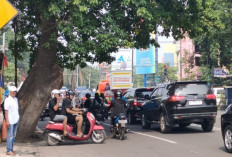 Pohon Besar Membahayakan Pengendara, Mohon Dirapikan 