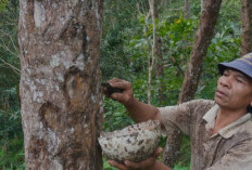 Kemenyan Indonesia Laku Keras di Prancis dan China, Ternyata Dipakai Buat Ini