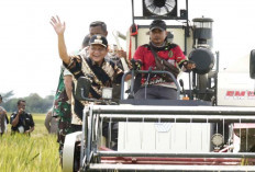 Panen Raya Serentak, Enos Harapkan Harga Gabah Stabil