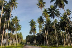 Sumsel Targetkan 100 Hektare Peremajaan Pohon Kelapa Tua di Banyuasin, Dorong Peningkatan Produksi