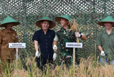 Panen Padi Gogo, Korem 044/Gapo dan Petani Perkuat Ketahanan Pangan