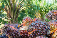 Kenaikan CPO Belum Berpengaruh, Harga TBS di Lahat Masih Stabil