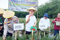 Kendalikan Inflasi, Panen Cabe dan Tanam Bawang