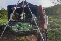 OKU Timur, Panen Semangka Tambahan Penghasilan Petani