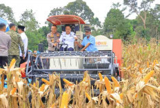 Panen Raya Jagung di OKU Selatan, Dorong Swasembada Pangan Nasional