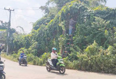 Tumbuhan Liar Menjulang di Jalan Gogokan Kito Dibersihkan Cegah Gangguan Kabel Listrik dan Internet