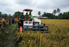 Kolaborasi TNI, Petani, dan Pemda Hasilkan Panen Raya Padi IP 200