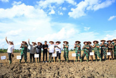 Sumsel Kejar 3 Besar Penyangga Pangan , Herman Deru Tanam Perdana di Muba  ​