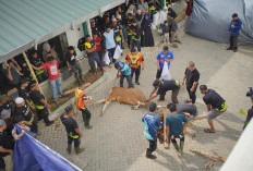 Pegadaian Salurkan Qurbantu Bagi Warga Kota Palembang