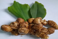 Rahasia Nenek Moyang Terungkap: Kencur, Tanaman Kecil Berjuta Khasiat! Intip Manfaatnya untuk Kesehatan Anda