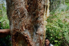 Dari Mistis Jadi Miliaran: Kemenyan RI Tembus Pasar Dunia, Kok Bisa?