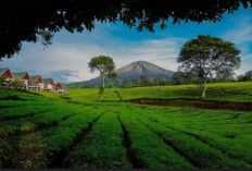 Rahasia Ketenangan dan Keindahan: Mengapa Kebun Teh Pagaralam Wajib Ada di Daftar Liburanmu!