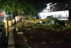 Respons Cepat BPBD dan PLN Muba Atasi Pohon Tumbang
